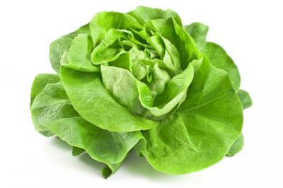 Lechuga